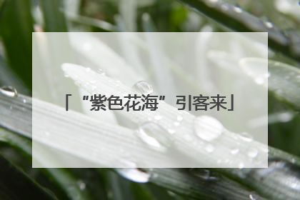 “紫色花海”引客来