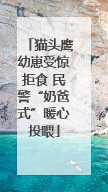 猫头鹰幼崽受惊拒食 民警“奶爸式”暖心投喂