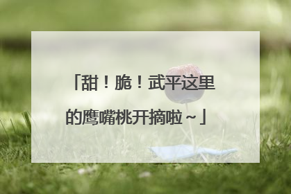 甜！脆！武平这里的鹰嘴桃开摘啦～
