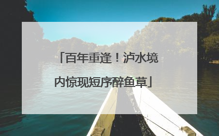 百年重逢！泸水境内惊现短序醉鱼草