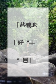 盐碱地上好“丰”景