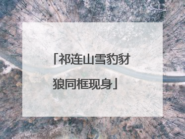祁连山雪豹豺狼同框现身