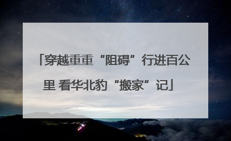 穿越重重“阻碍”行进百公里 看华北豹“搬家”记