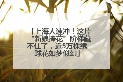 上海人速冲！这片“新娘捧花”阶梯藏不住了，近5万株绣球花如梦似幻