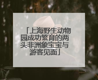 上海野生动物园成功繁育的两头非洲象宝宝与游客见面