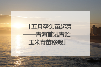 五月垄头苗起舞——青海首试青贮玉米育苗移栽