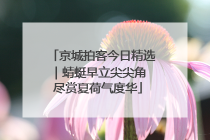 京城拍客今日精选｜蜻蜓早立尖尖角 尽赏夏荷气度华