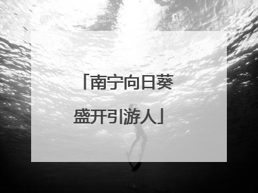 南宁向日葵盛开引游人