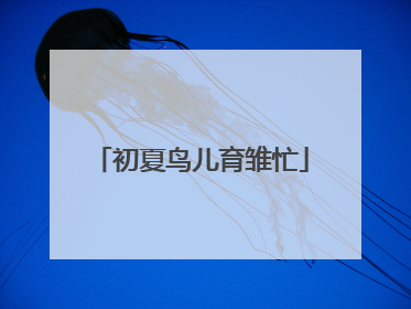 初夏鸟儿育雏忙
