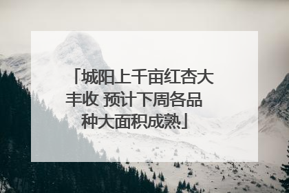 城阳上千亩红杏大丰收 预计下周各品种大面积成熟