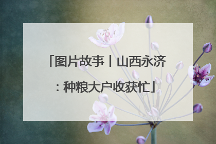 图片故事丨山西永济：种粮大户收获忙