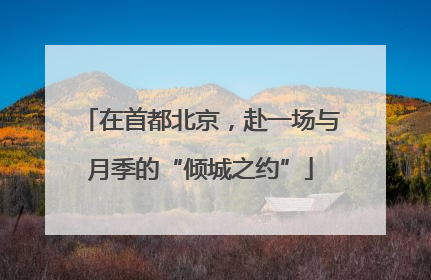 在首都北京，赴一场与月季的“倾城之约”