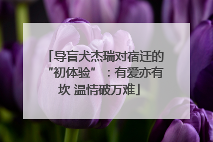 导盲犬杰瑞对宿迁的“初体验”：有爱亦有坎 温情破万难