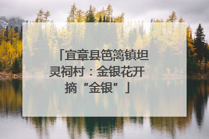 宜章县笆篱镇坦灵祠村：金银花开摘“金银”