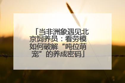 当非洲象遇见北京饲养员：看劳模如何破解“吨位萌宠”的养成密码