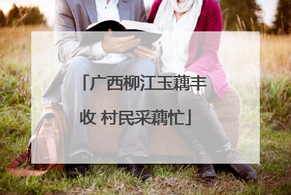 广西柳江玉藕丰收 村民采藕忙