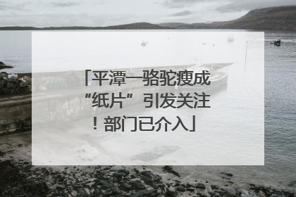 平潭一骆驼瘦成“纸片”引发关注！部门已介入