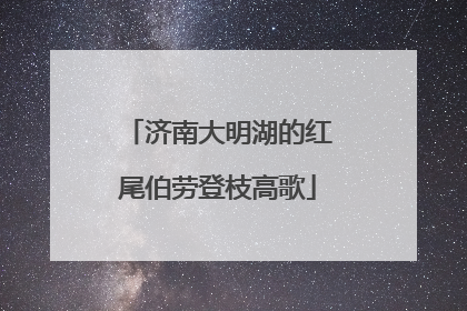 济南大明湖的红尾伯劳登枝高歌