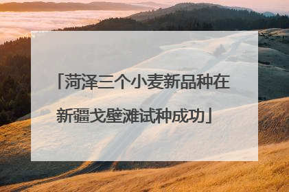 菏泽三个小麦新品种在新疆戈壁滩试种成功