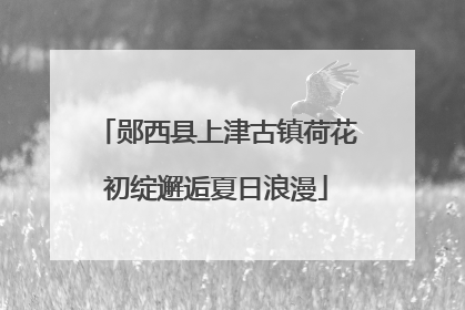 郧西县上津古镇荷花初绽邂逅夏日浪漫
