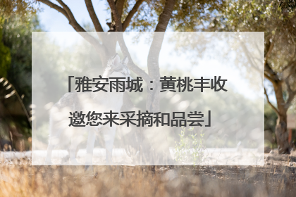 雅安雨城：黄桃丰收 邀您来采摘和品尝