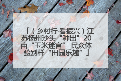 （乡村行·看振兴）江苏扬州沙头“种出”20亩“玉米迷宫” 民众体验别样“田园乐趣”